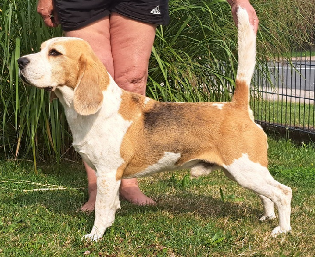 k Screenshot 2026 03 17 at 13 39 35 Beagles vom Furstenauer Wald   Hook